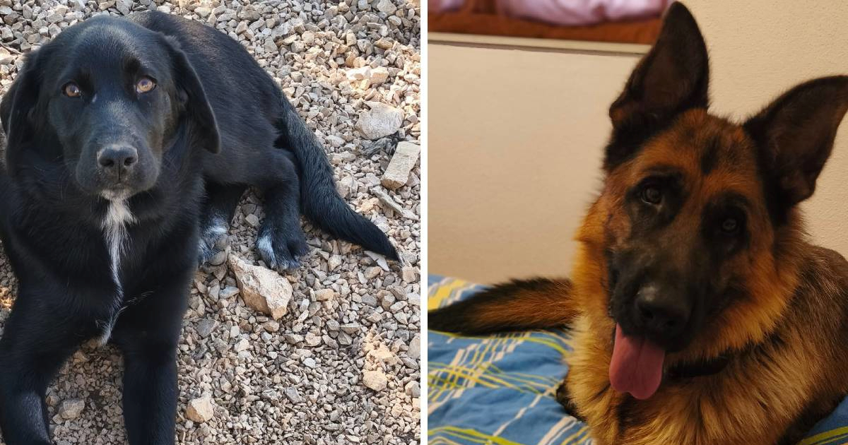 Dvije vesele njuškice traže topli dom, upoznajte Hildu i Sagu