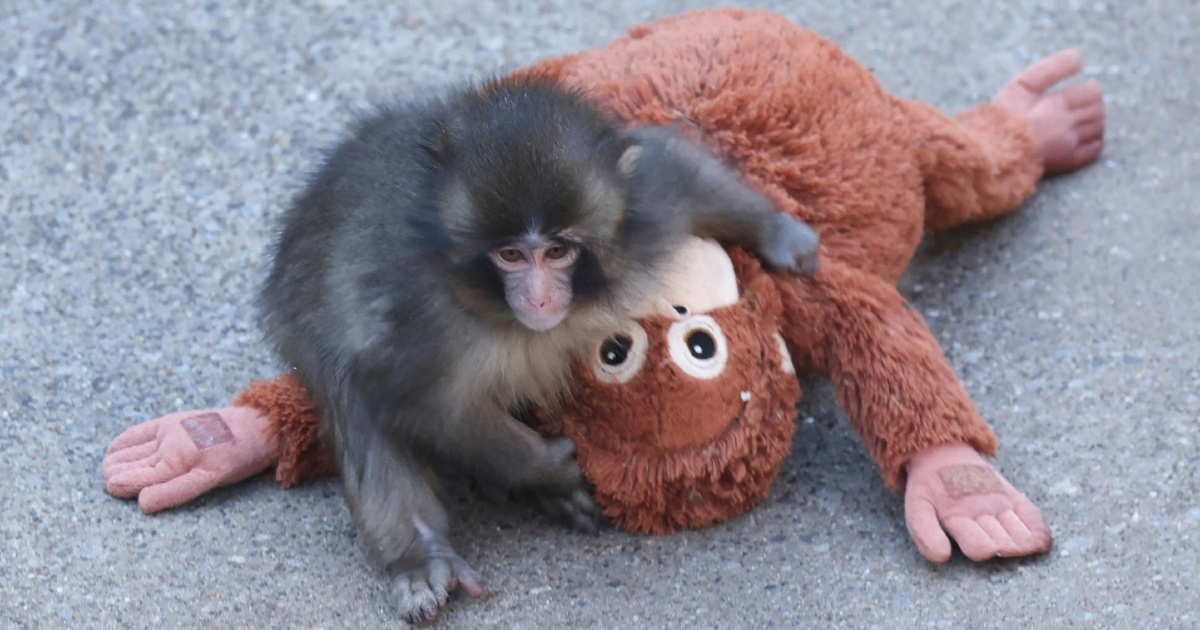 IKEA u Zagrebu rasprodala plišanog majmuna kakvog ima Punch