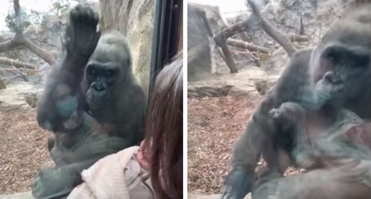 VIDEO Mama s petomjesečnim sinom došla u zoo, gorila joj donijela pokazati svoju bebu