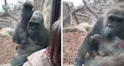 VIDEO Mama s petomjesečnim sinom došla u zoo, gorila joj donijela pokazati svoju bebu