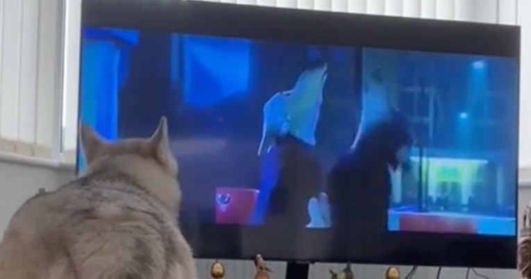 Video od 13 milijuna pregleda: Haski zavija sa psima iz svog omiljenog crtića