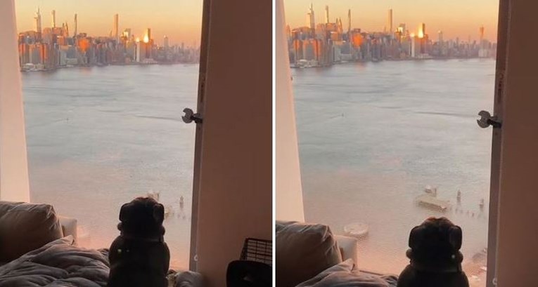 "Uživa u trenutku": Buldog koji obožava gledati zalaske sunca hit je na TikToku