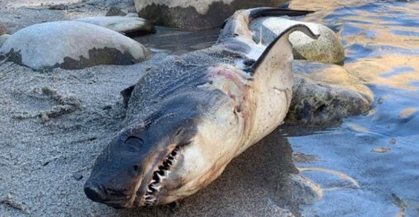Na obali rijeke u Idahu pronađen mrtav morski pas. Nikome nije jasno otkud on tu