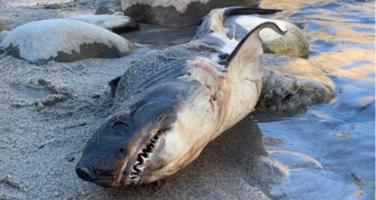 Na obali rijeke u Idahu pronađen mrtav morski pas. Nikome nije jasno otkud on tu