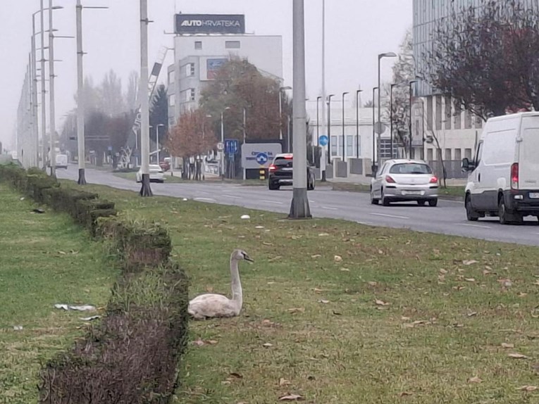 Neobičan posjetitelj zalutao među automobile na zagrebačkoj Heinzelovoj