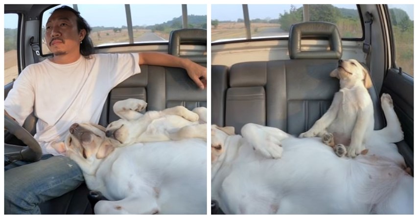 178 milijuna pregleda: Psi koji spavaju tijekom vožnje osvojili su internet