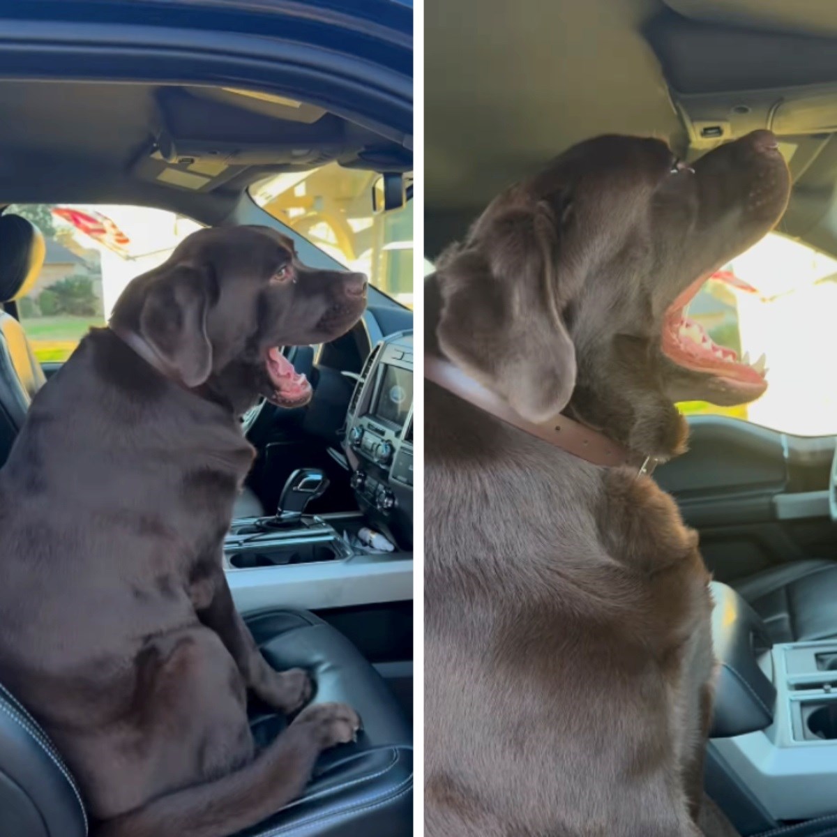 Preslatki labrador ne može sakriti uzbuđenje zbog vožnje, video mami osmijeh na lice