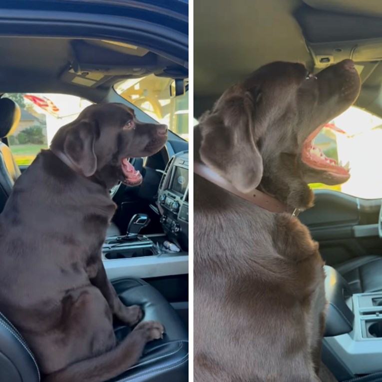 Preslatki labrador ne može sakriti uzbuđenje zbog vožnje, video mami osmijeh na lice