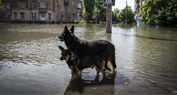 Dabrovi šetaju ulicama poplavljenog Hersona, u ZOO-u uginulo oko 300 životinja