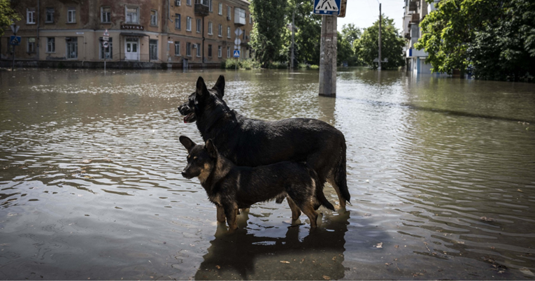 Dabrovi šetaju ulicama poplavljenog Hersona, u ZOO-u uginulo oko 300 životinja