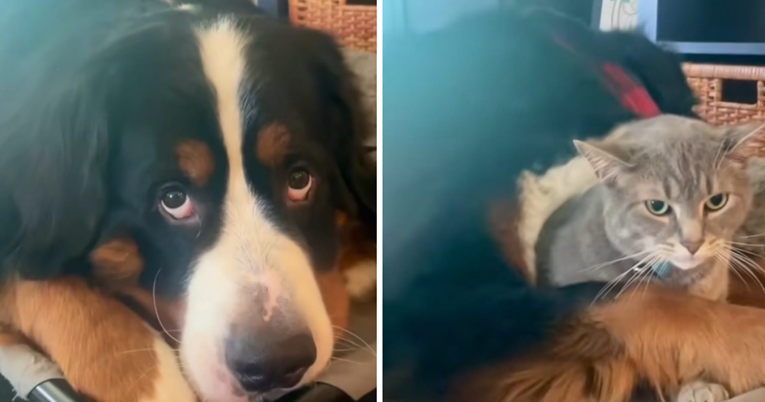 Nije mogla pronaći mačka pa je za pomoć upitala psa. On je brzo otkrio sve