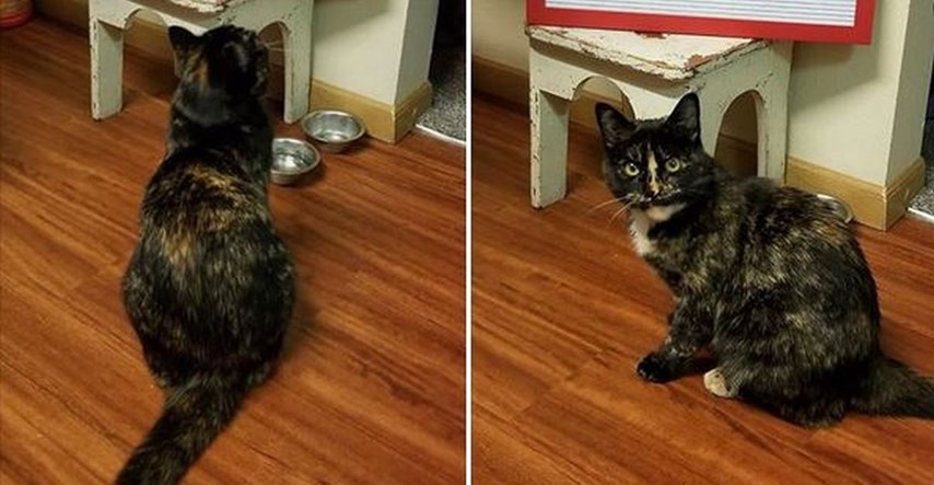 Mačka se naljutila kada je vidjela poruku iznad zdjele: "Izgledalo je kao da čita"
