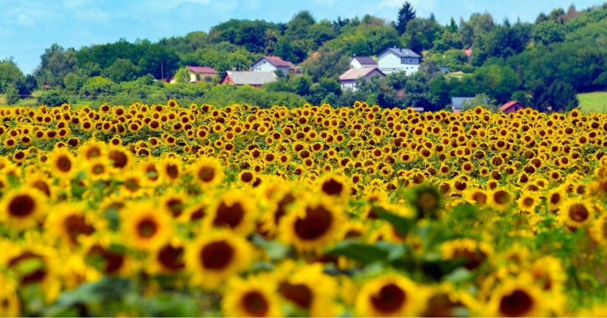 Fotka dana: Polje u Murskom Središću obojili su suncokreti, prizor je predivan
