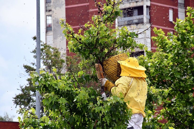 DP-ov ministar na Danima meda u Vukovaru: Nastavit ćemo podupirati pčelare