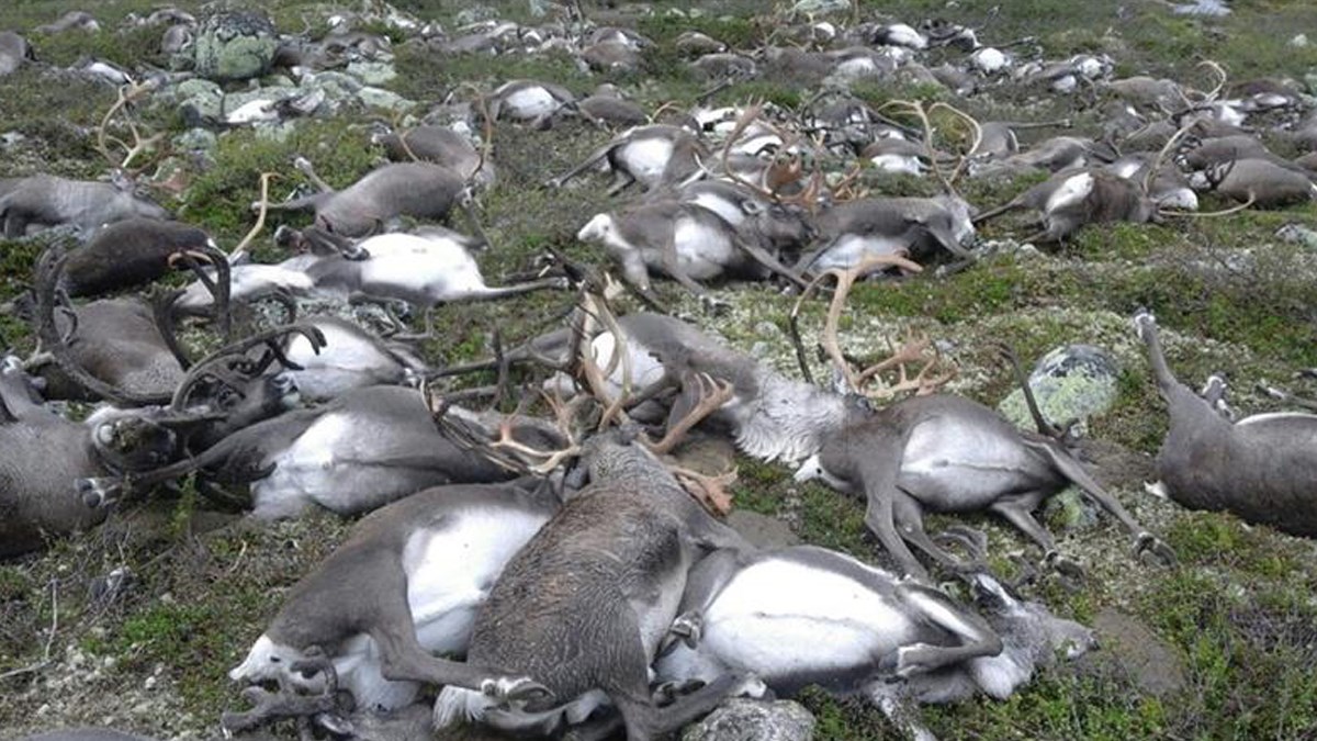 Zbog globalnog zatopljenja od gladi na otočju Svalbard uginulo 200 sobova