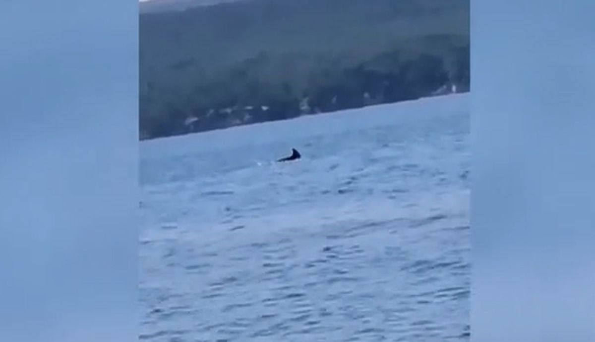 VIDEO Lijepi prizor iz Dalmacije: Dupin snimljen nedaleko od plaže