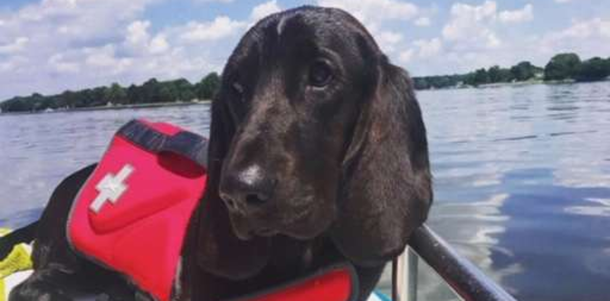 Pas se pravi mrtav svaki put kada se vraćaju iz šetnje i to izgleda presmiješno