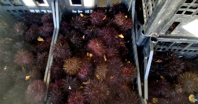Talijan u Lici uhvaćen s gotovo 800 kg zaštićenih morskih ježinaca