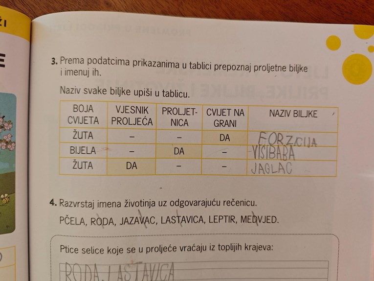 Zadatak u prvom osnovne: Što ima žute cvjetove i cvjeta na grani u proljeće?