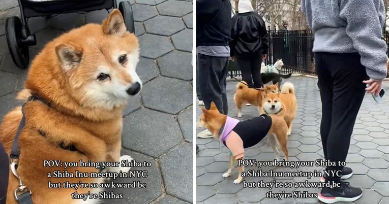Vlasnica odvela psa na okupljanje Shiba inua, nije očekivala ovakvu atmosferu