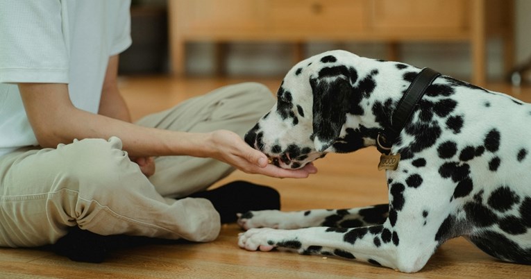 Vlasnici pasa često čine ovih pet pogrešaka kada hrane svoje ljubimce