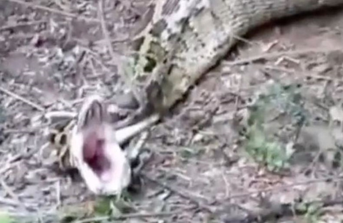 Kamera snimila pitona kako povraća čitavu kozu koju je progutao