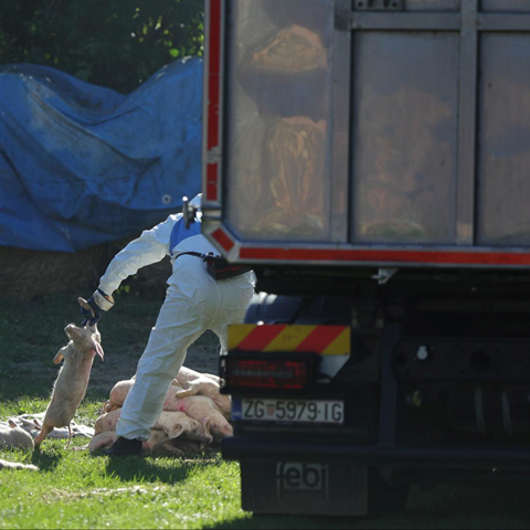 Ministarstvo ukida zone zaštite od afričke svinjske kuge u Aljmašu i Bijelom Brdu