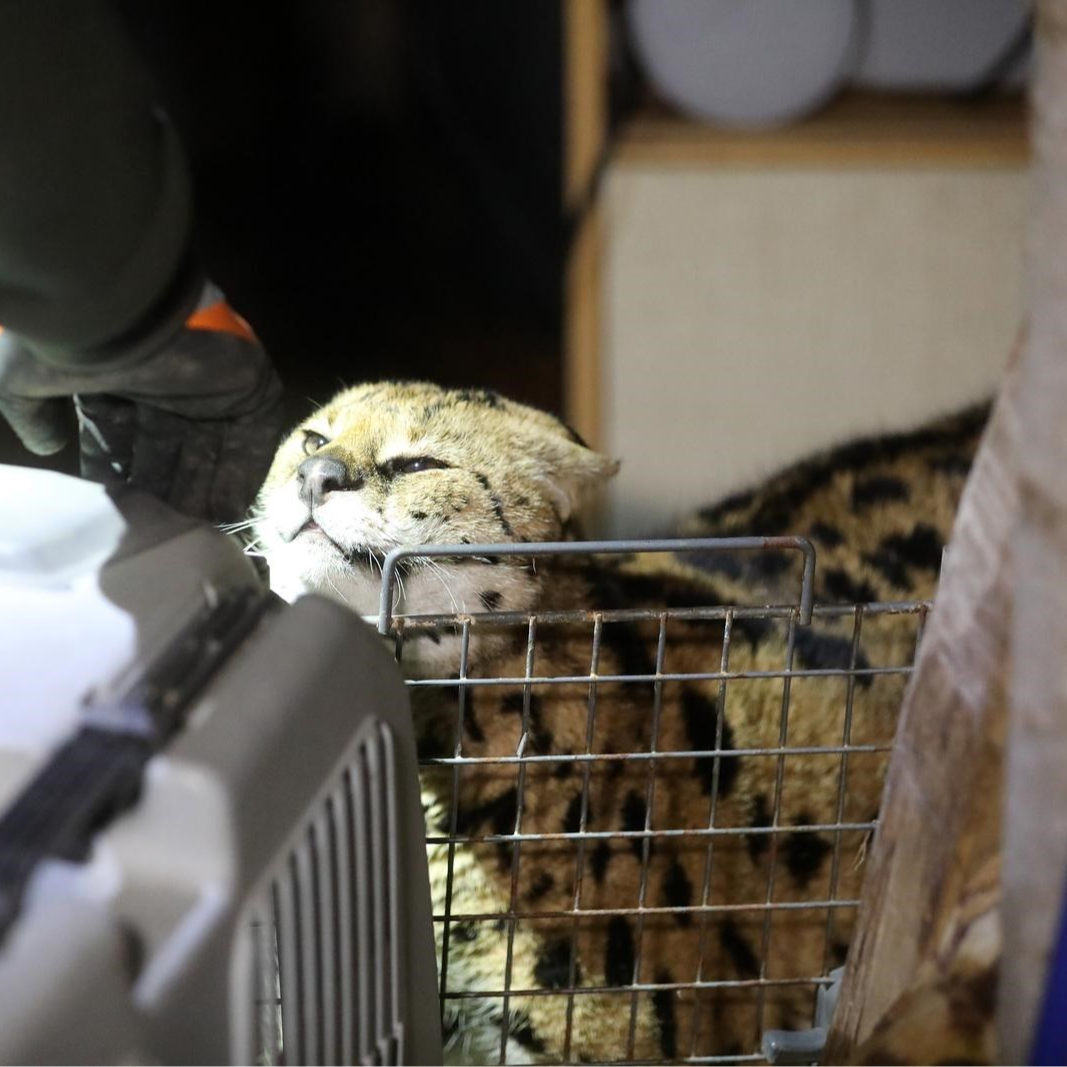 Ženka servala ulovljena u Gorskom kotaru dovedena je u ZOO vrt. U odličnom je stanju
