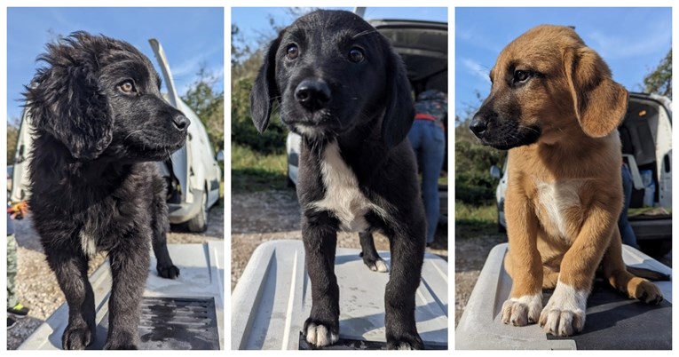 Leo, Kira i Nora preko noći su završili na cesti. Traže ljude koji će ih udomiti