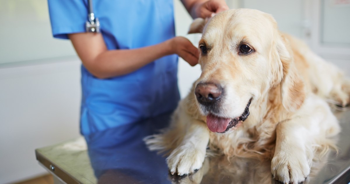 Šestogodišnji dječak rasplakao veterinara objašnjenjem zašto psi žive kraće od ljudi