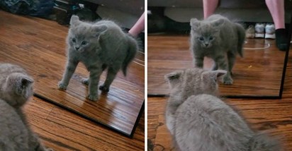 Preslatki mačić prvi put je ugledao svoj odraz u ogledalu, njegova reakcija je sve