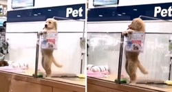 VIDEO Snimka psića koji čeka da ga netko udomi slama srca