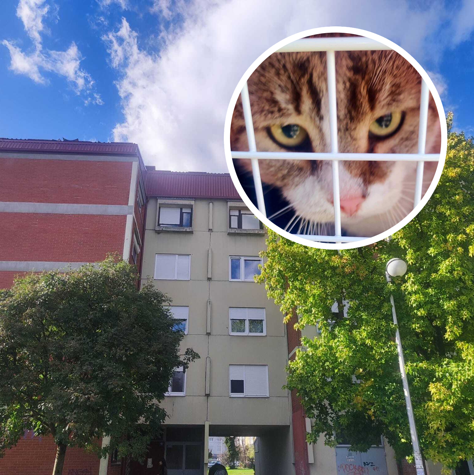 VIDEO Mačak Tomek se popeo na krov zgrade u Španskom, spašavali su ga vatrogasci