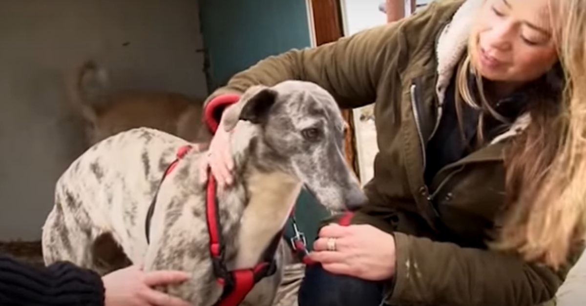 Monstruozna vlasnica pokušala ju je ubiti, no danas je ova kujica sretna