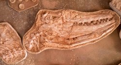 FOTO Otkriven nevjerojatni fosil ogromnog guštera, strah i trepet drevnih mora