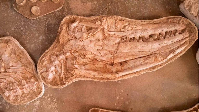 FOTO Otkriven fosil ogromnog morskog guštera: "To je bila zastrašujuća životinja"