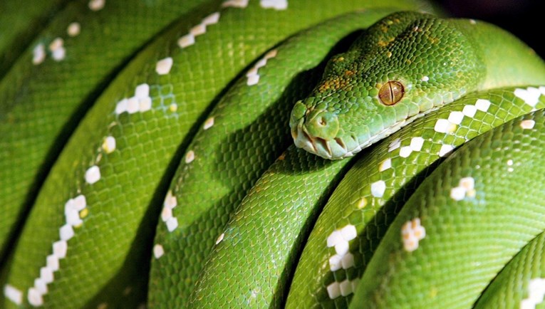 Istraživanje: Ženke zmija imaju klitorise