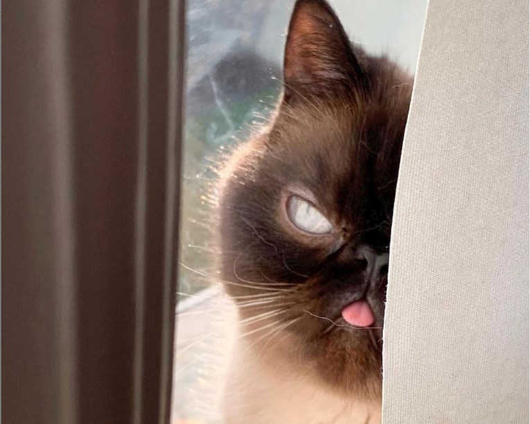 Upoznajte Ikirua, mačka koji je svojim jedinstvenim izgledom osvojio internet