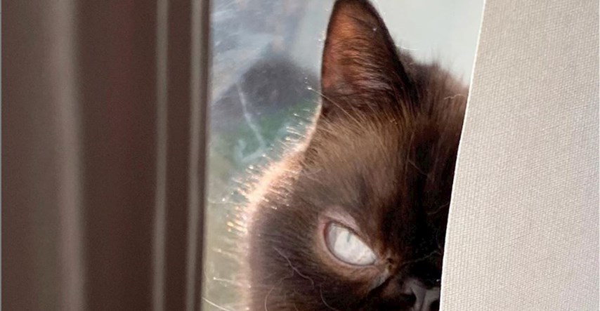 Upoznajte Ikirua, mačka koji je svojim jedinstvenim izgledom osvojio internet