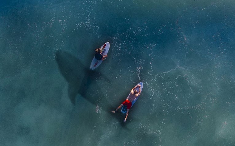 Surfao među morskim psima, dron snimio nevjerojatan prizor
