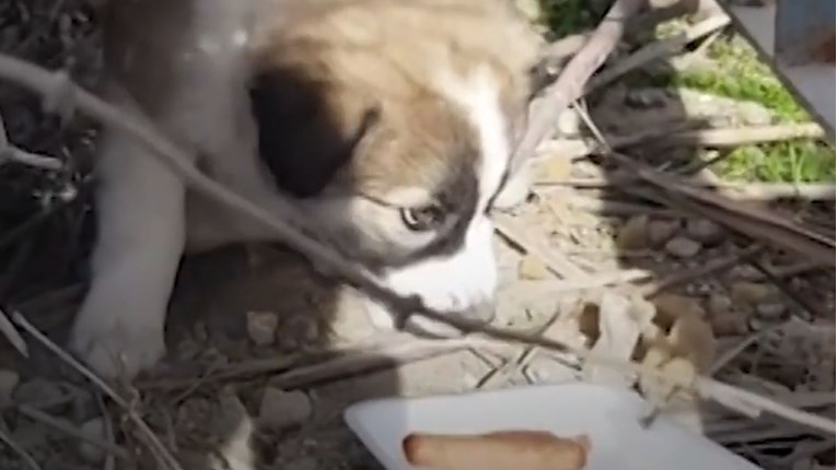 VIDEO Spasio je napušteno i gladno štene iz ruševina u Siriji i udomio ga