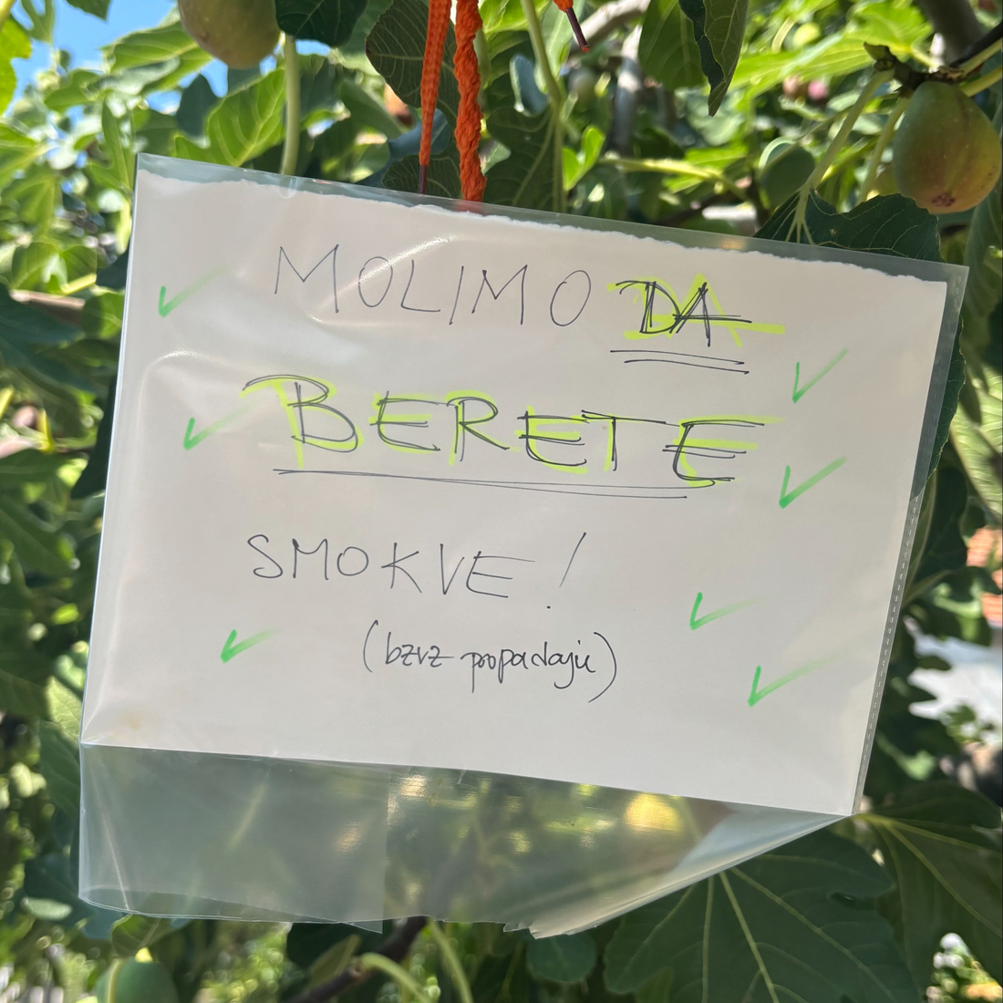 Ogromna smokva u centru Zagreba mami prolaznike: "Berite ih, bezveze propadaju"