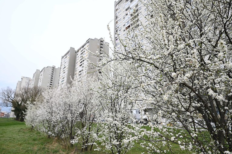 FOTO Stabla u cvatu na zagrebačkim Srednjacima nagovještavaju proljeće