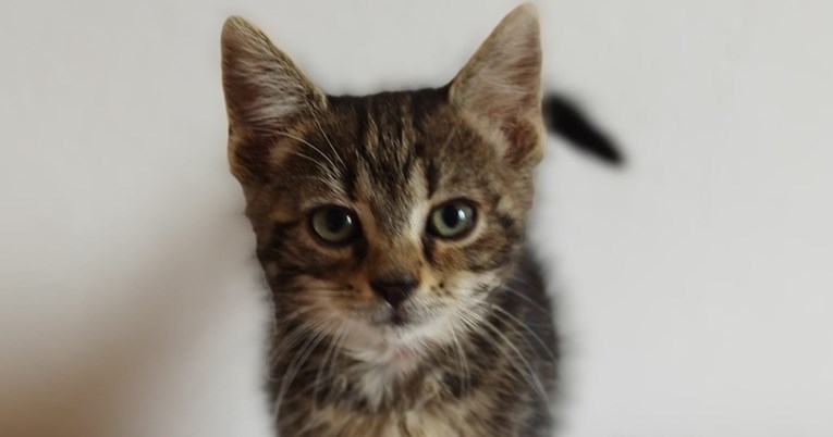 Mici je prije 3 tjedna nađena kako nepomično leži na cesti. Dobri ljudi su je spasili