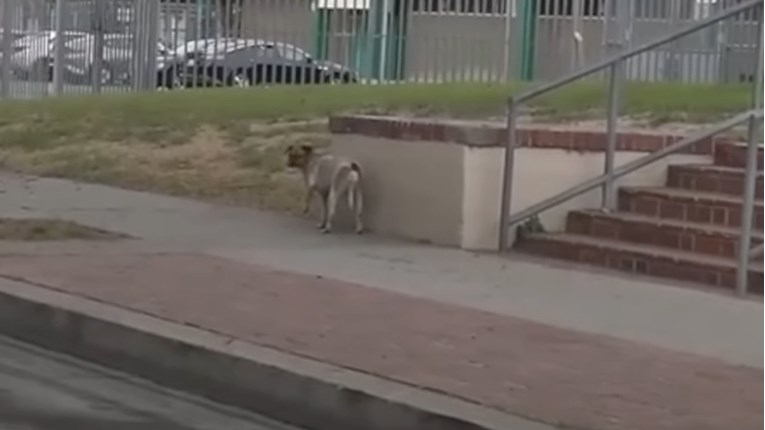 Ovaj pas je pretrčao 30 blokova sa slomljenom nogom