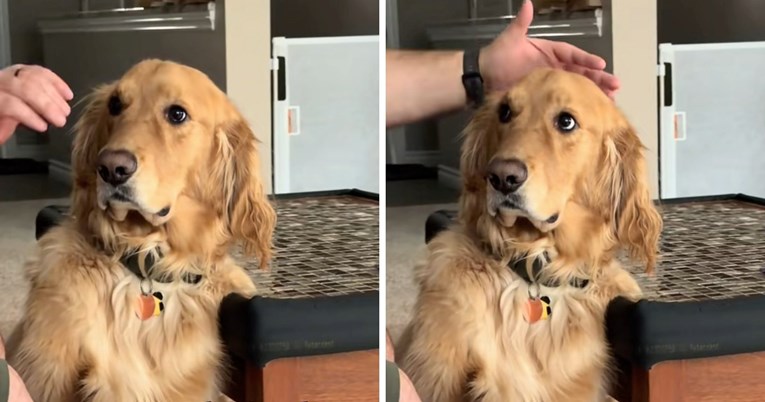 Vlasnik se našalio sa svojim psom, njegova reakcija nasmijala je milijune