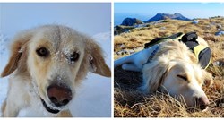 Oscar - prvi pas koji je prošao 1100 km staze Via Adriatica