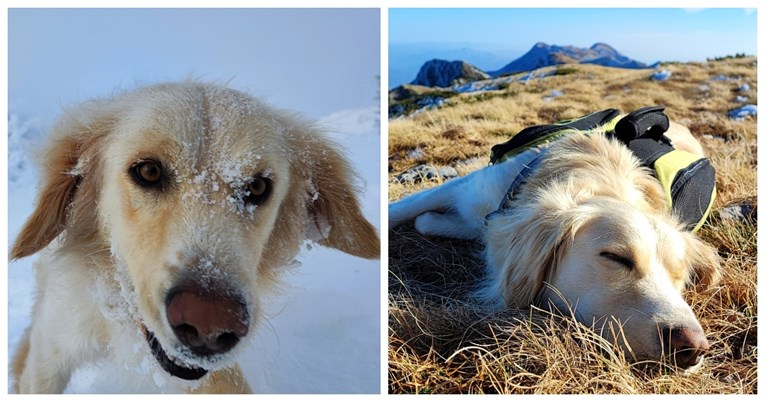 Oscar - prvi pas koji je prošao 1100 km staze Via Adriatica