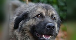 Umiljata Šapa voli ljude i pse, a u Dumovcu strpljivo čeka svoj dom