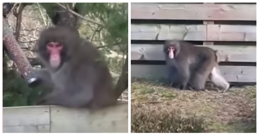 Majmun pobjegao iz zoološkog vrta pa obilazio obližnje vrtove u potrazi za hranom